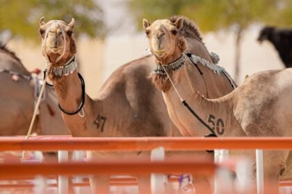 مهرجان الظفرة