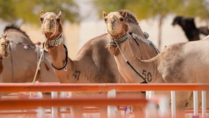 مهرجان الظفرة