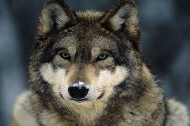 الذئاب الرمادية