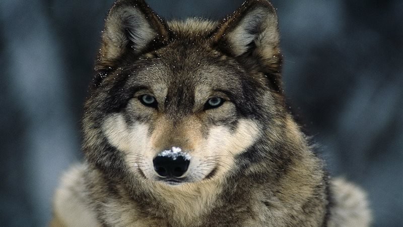 الذئاب الرمادية