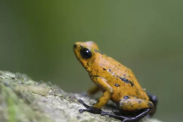 علاج السرطان بالبكتيريا