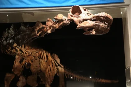 آثار الديناصورات