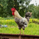 رؤية الديك في المنام