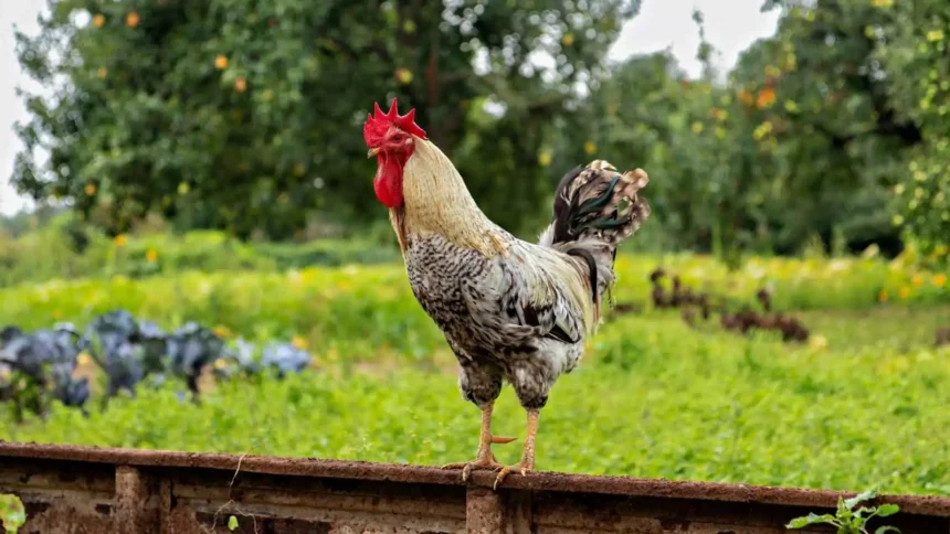 رؤية الديك في المنام