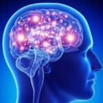 المرونة العصبية